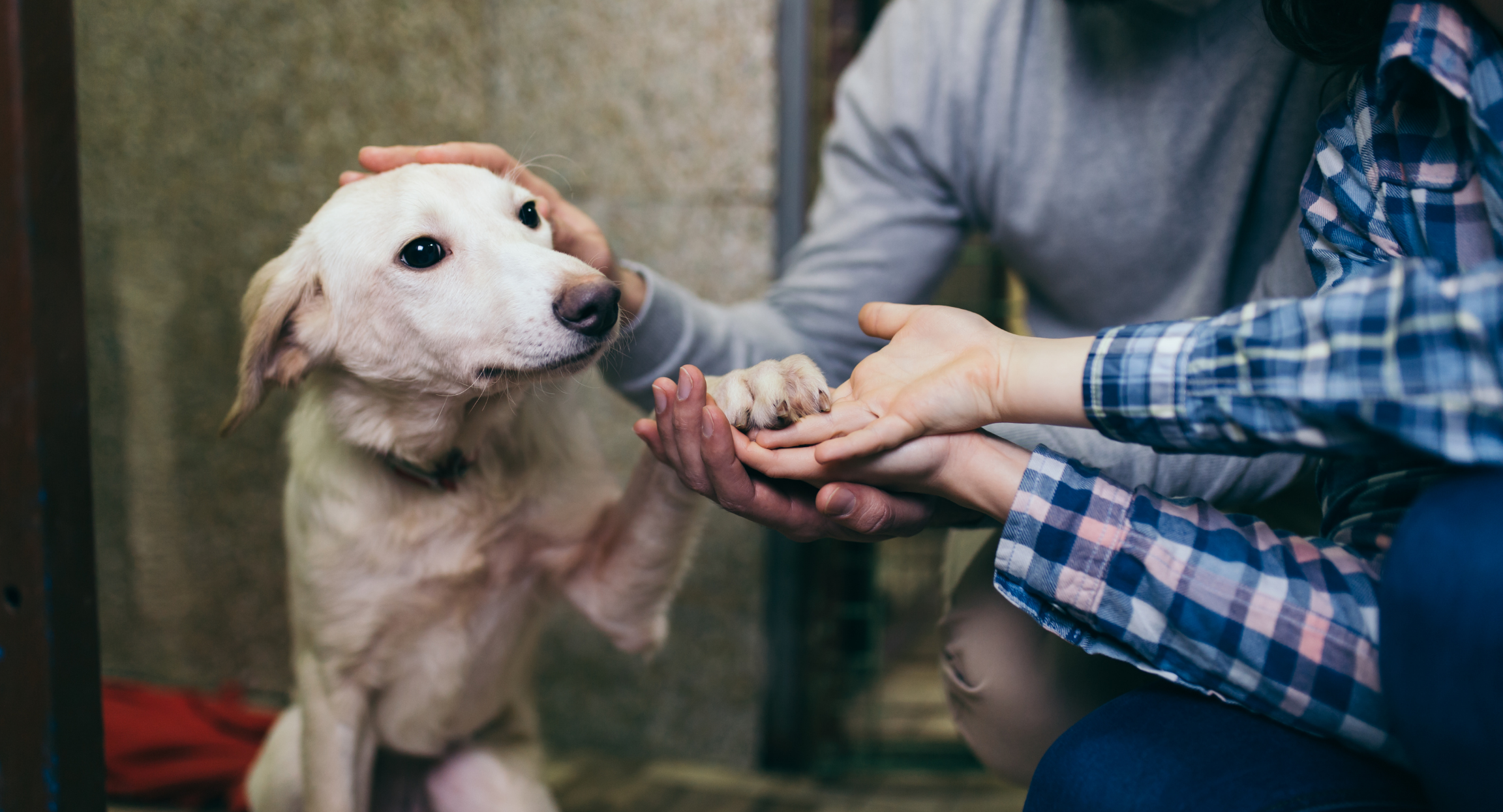 Dog being cared for in a rescue centre