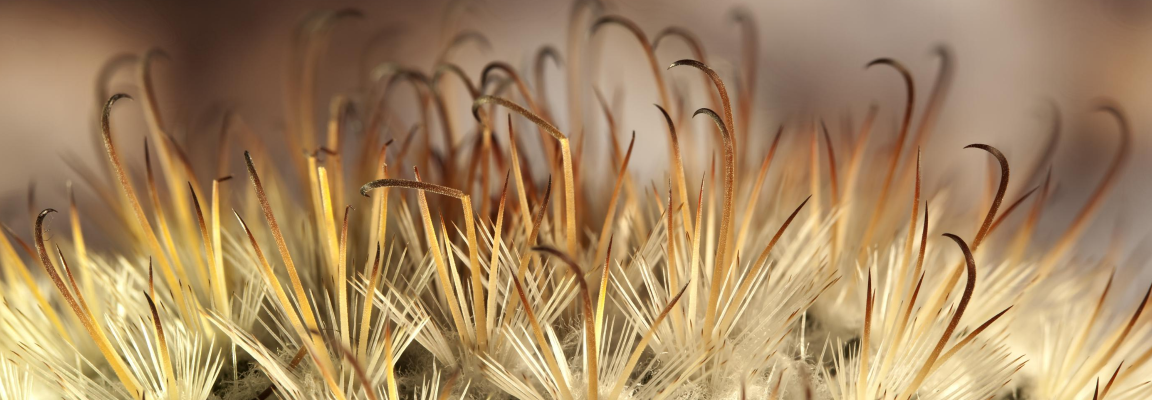 Close up of a thistle