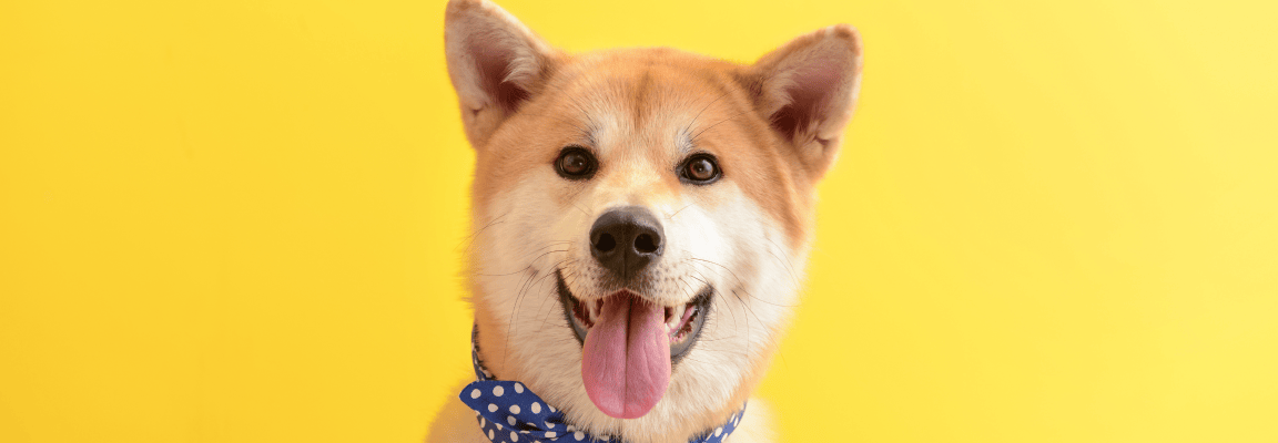 Your Drupal support partner for 2023 Happy looking shiba inu dog on a yellow background
