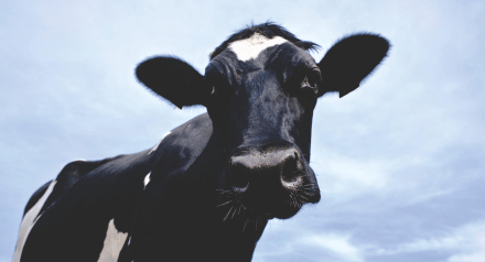 black and white cow