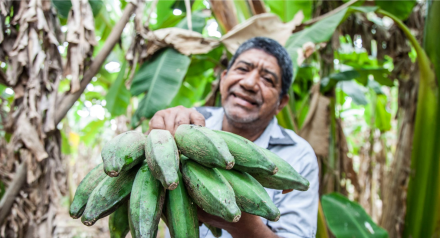 Man with banana fruit in a banana plantation